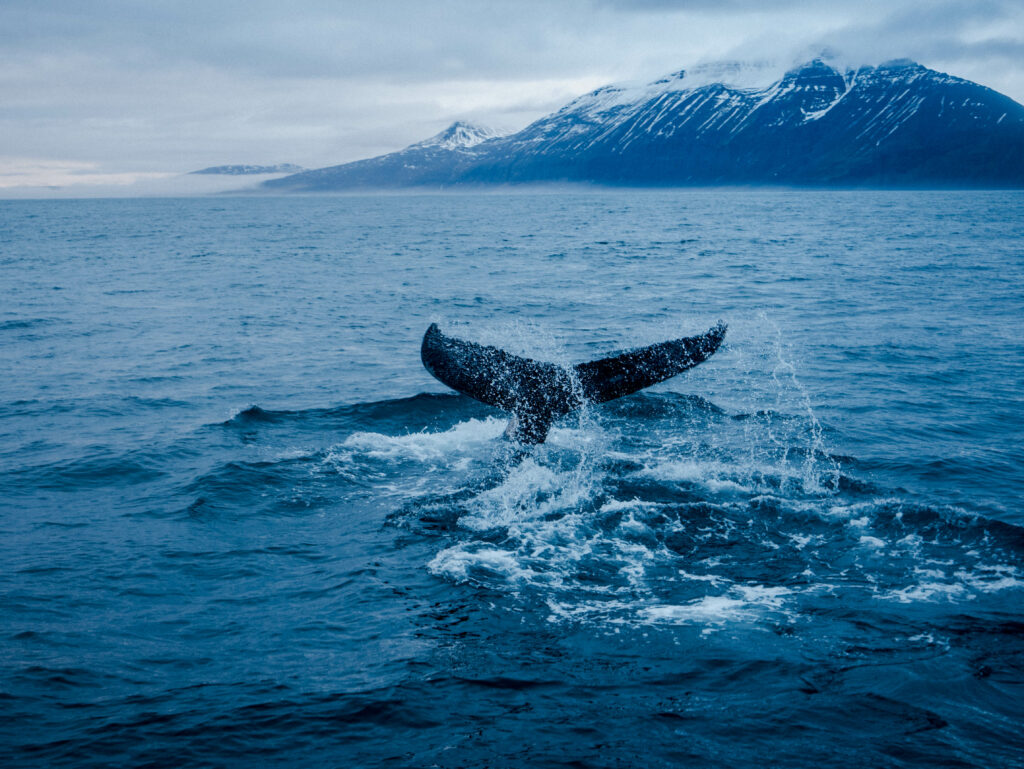 excursion baleine husavik islande